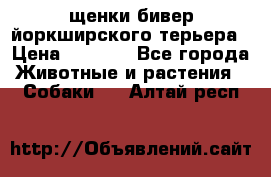 щенки бивер йоркширского терьера › Цена ­ 8 000 - Все города Животные и растения » Собаки   . Алтай респ.
